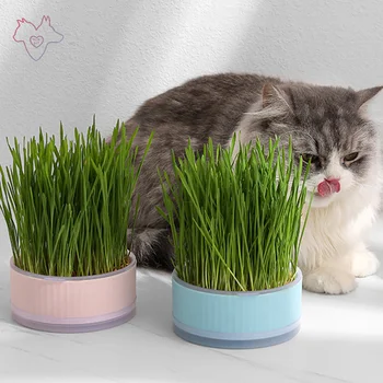 Hydroponic Mačke Travo Polje Germinating Pladnji Snemljiv Soilless Rastline Vzklijejo Pladnji Za Domačo Pisarno Microgreens Vrt