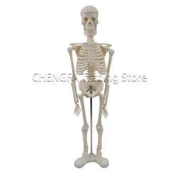 Odraslih Skelet Modela 45 cm Človeški Skelet Modela Celotnega Telesa Hrbtenice Kosti Model Kosti Vzorcu Medicinske Potrebščine Skica ustvarjalce