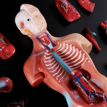 28 cm Človeškega Trupa Telesa Model 15Parts Anatomija Anatomski Srce, Možgane, Kosti Medicinske Notranjih Organov Poučevanja, Učenja Dobave